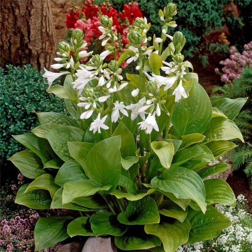 Exotic fragrant hosta - exotic,