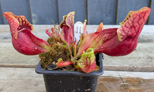 Sarracenia purpurea ssp