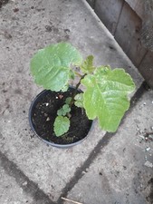 Fig trees / black bursa