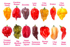 Worlds HOTTEST Chilli - 55