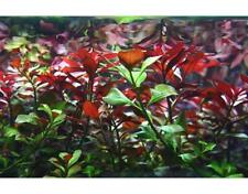 Ludwigia repens - Tropical