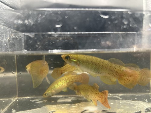 Full size golden topminnow - full,