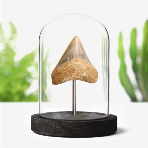 Inch real juvenile megalodon - real,