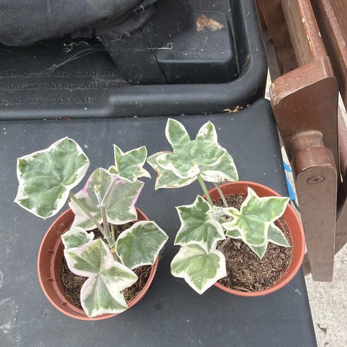 Pelargonium élégante - l’élégante, |