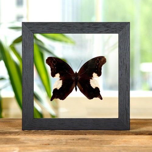 Malayan owl butterfly - owl, clear