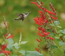 400 SCARLET SAGE SEEDS (Salvia