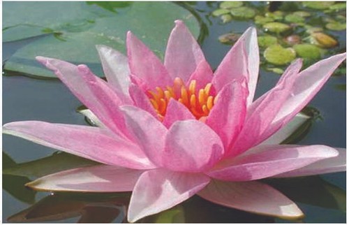 Amabilis water lily pond - water,