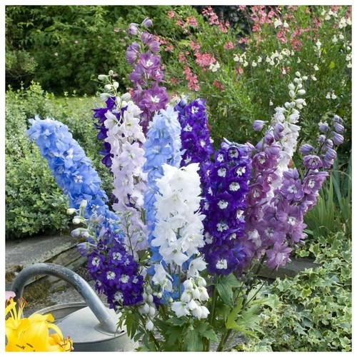 Flower delphinium crown - flower,
