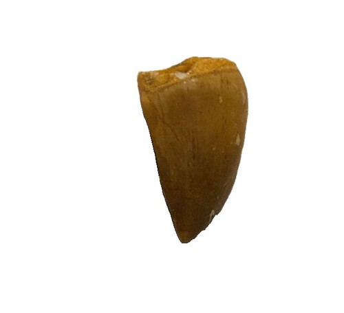 Genuine mosasaur tooth fossil - mosasaur,