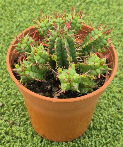 Euphorbia mitriformis cm - 7,