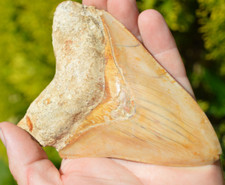 Beautiful big megalodon - beautiful,,