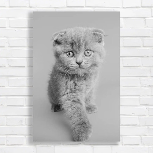 Adorable scottish fold cat - scottish,