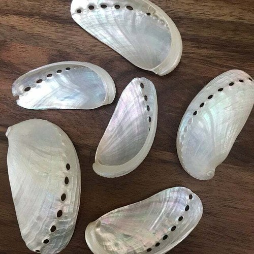 Beach decor white abalone - decor,