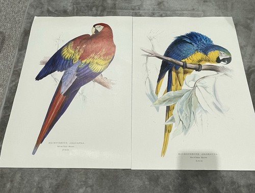 Edward lear art print - edward,