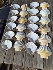 Extra large atlantic - extra,