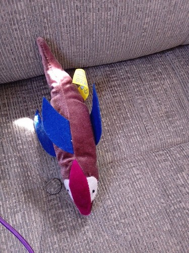 Children sea creature dolphin - children,