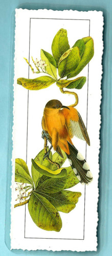 American birds wildlife - american,