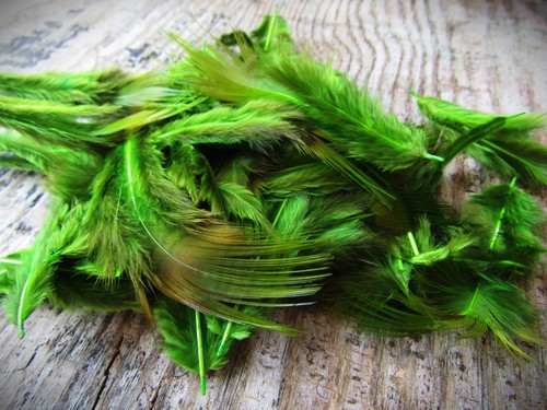 Ifs golden pheasant rump - ifs, rump-
