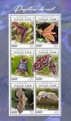 Moths butterflies insects - moths,