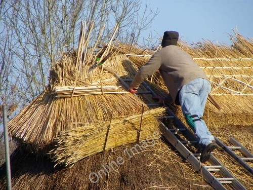 Photo 6x4 thatching - thatching,, coombe