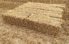 Wheat barley straw - 13,