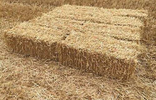 Wheat barley straw - or,