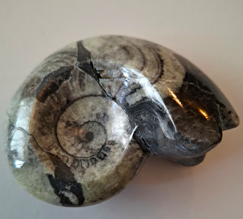 Genuine polished goniatite - polished,