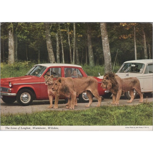 Postcard the lions - of, longleat