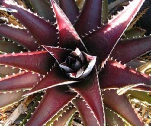Dyckia platyphylla exotic - platyphylla,,