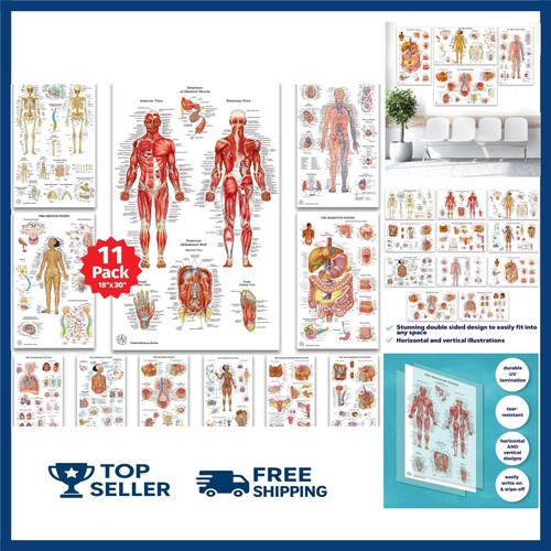 Human anatomy posters - human,
