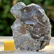 Rare fossil reptile bone - reptile,