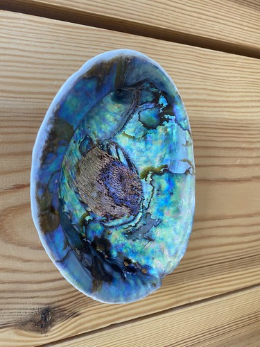 New zealand paua - shell, ~