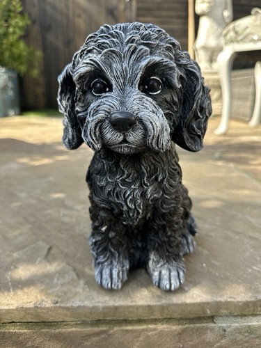 Gorgeous cockapoo dog concrete - cockapoo,