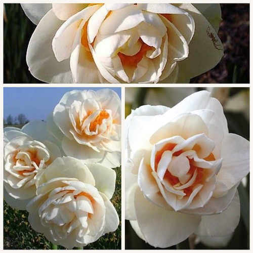Daffodil gaytime flower - daffodil,