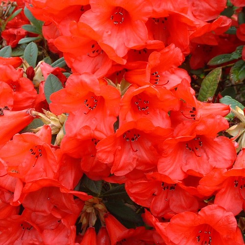 Rhododendron elizabeth - x, 'elizabeth'
