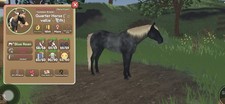 Wild Horse Islands Blue Roan