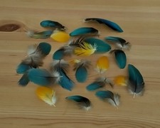 Blue & Gold Macaw Parrot Body