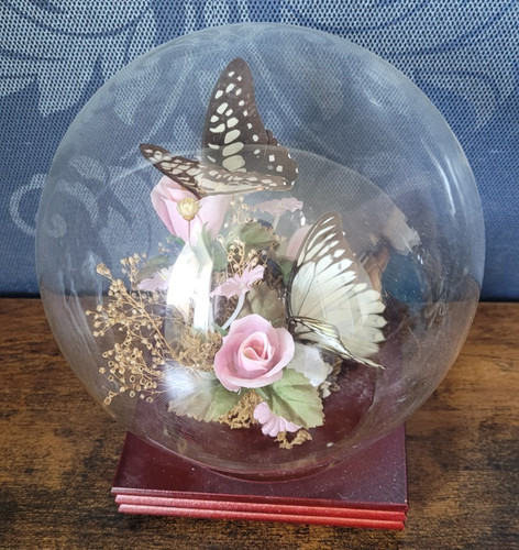 Vintage butterfly taxidermy - butterfly,