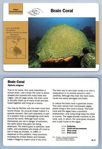 Brain coral 17 - brain,
