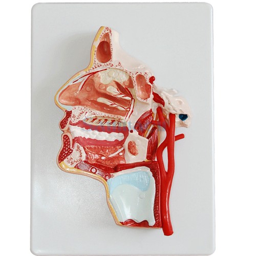 Human median section head - of,