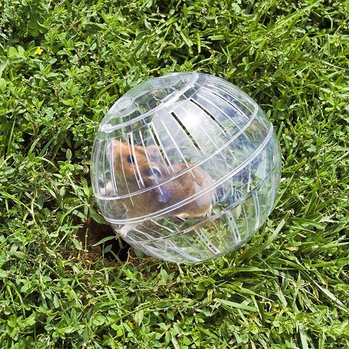 Chinchilla clear ball hamster - chinchilla,