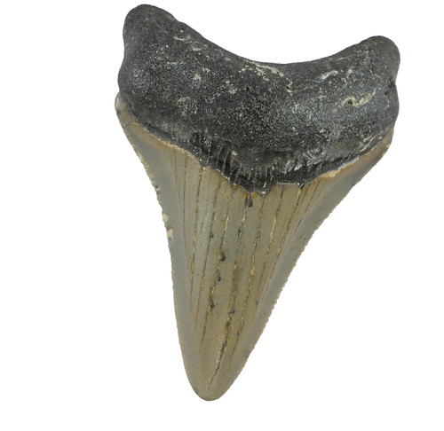 Carcharocles megalodon shark - ,