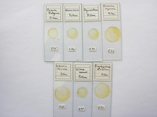 7 Vintage Microscope  Slides.  Pollens