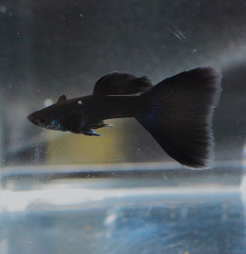 Black moscow guppy - black, fish