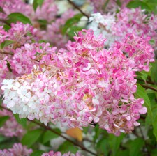 Hydrangea paniculata 'Vanille