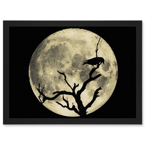 Crow tree perch - crow,