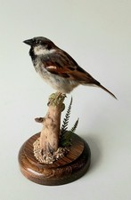 Taxidermy House Sparrow (Passer Domesticous)
