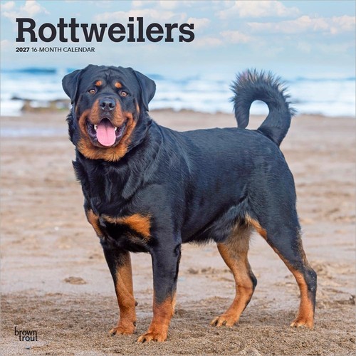 Rottweilers 2027 calendar - rottweilers,