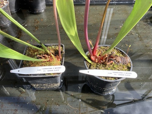 Sarracenia moorei cv - ,