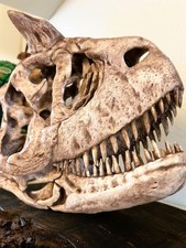Carnotaurus Skull Fossil